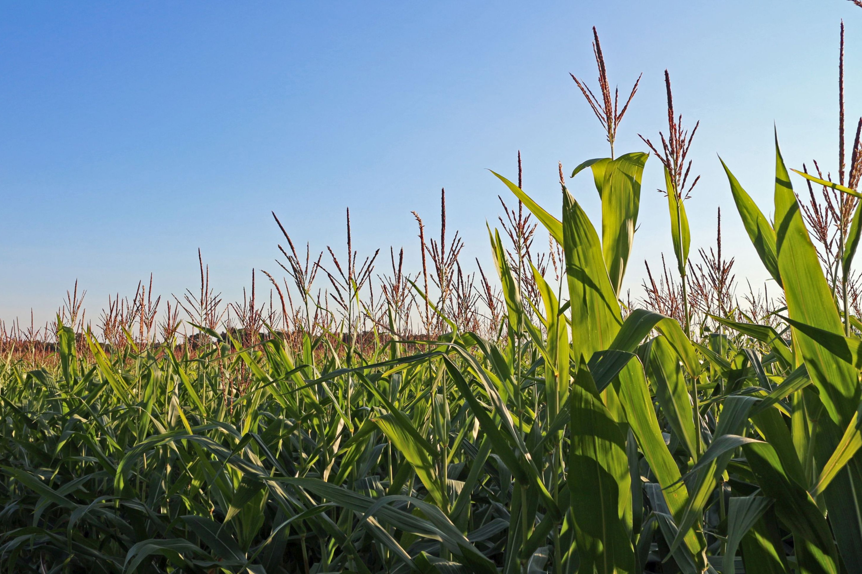 Corn field 2025.jpg